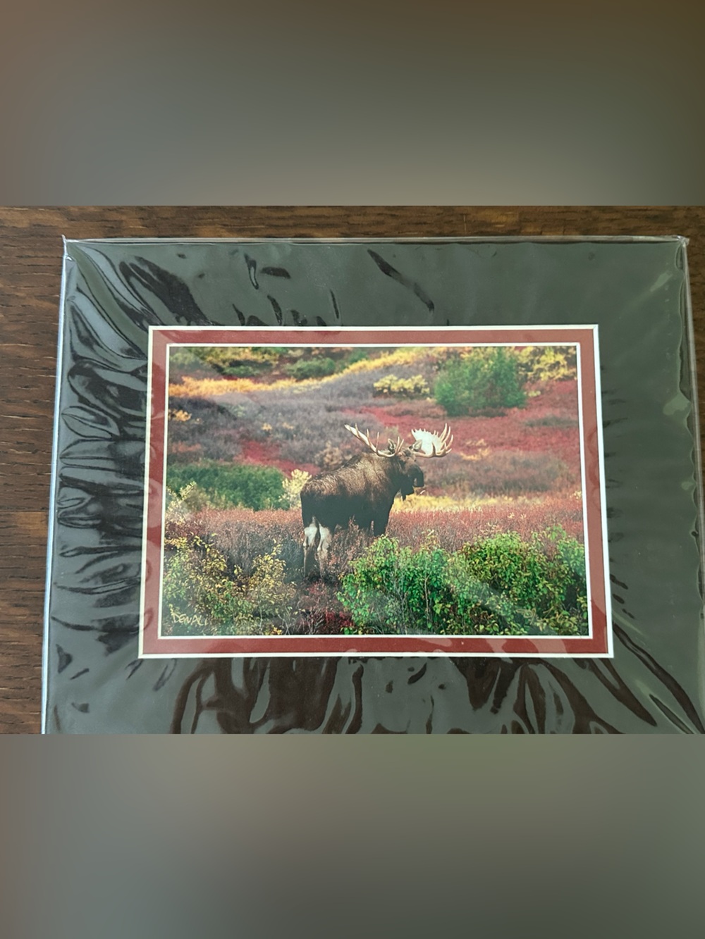 Signed Custom Double Matted Moose Print